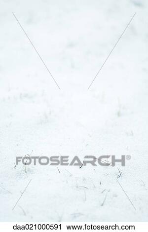 Bits of vegetation emerging from snow View Large Photo Image Stock Image - Bits of vegetation emerging from snow. Fotosearch