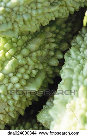 Bitter melon, close-up View Large Photo Image Picture - Bitter melon, close-up. Fotosearch