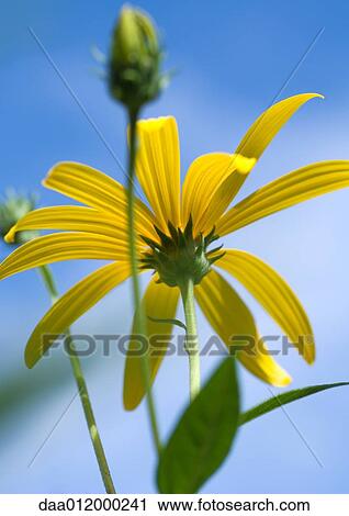 Black-eyed susan, low angle view View Large Photo Image Stock Image - Black-eyed susan, low angle view. Fotosearch