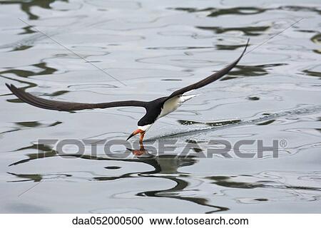 Black Skimmer catching fish View Large Photo Image Stock Image - Black Skimmer catching fish. Fotosearch