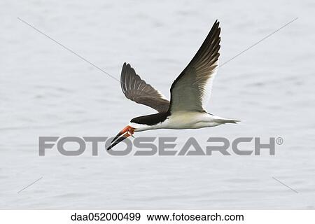 Black Skimmer in flight with freshly caught fish in its beak View Large Photo Image Stock Photo - Black Skimmer in flight with freshly caught fish in its beak. Fotosearch
