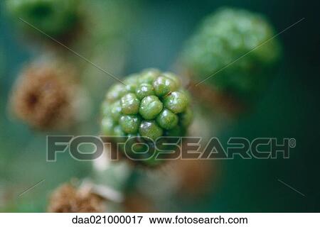 Stock Photo - Blackberry bush, close-up of unripe berry. Fotosearch