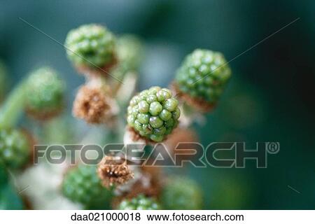 Blackberry bush, close-up of unripe berries View Large Photo Image Stock Photo - Blackberry bush, close-up of unripe berries. Fotosearch