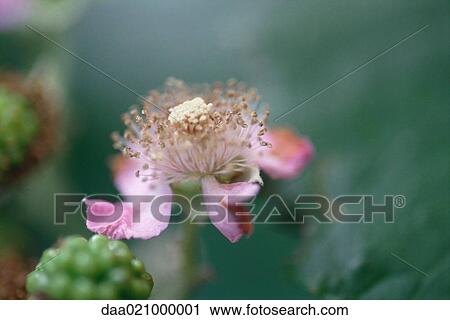 Blackberry bush View Large Photo Image Stock Image - Blackberry bush. Fotosearch
