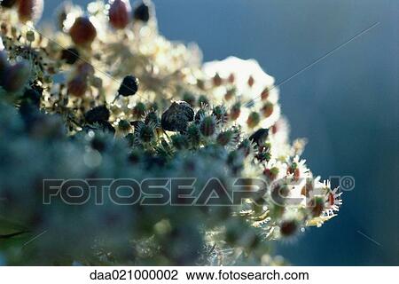 Blackberry bush View Large Photo Image Stock Image - Blackberry bush. Fotosearch