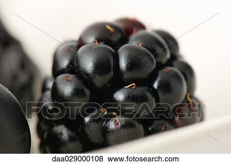Stock Photo - Blackberry, extreme close-up. Fotosearch
