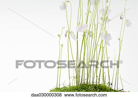 Bladderwort (Utricularia Sandersoni) View Large Photo Image Stock Photo - Bladderwort (Utricularia Sandersoni). Fotosearch