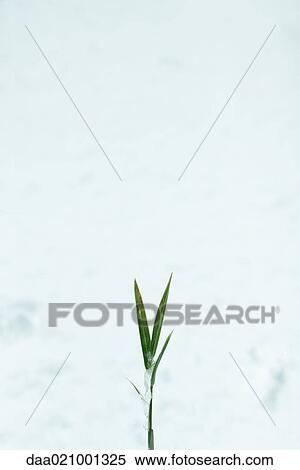 Blade of grass emerging from snow View Large Photo Image Stock Photography - Blade of grass emerging from snow. Fotosearch