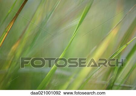 Blades of grass, close-up View Large Photo Image Stock Image - Blades of grass, close-up. Fotosearch