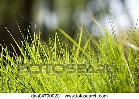 Stock Image - Blades of grass, close-up. Fotosearch