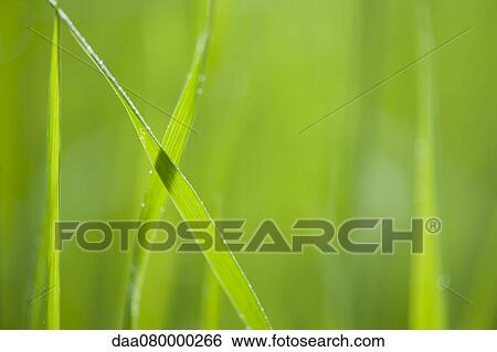 Blades of grass, close-up View Large Photo Image Stock Photograph - Blades of grass, close-up. Fotosearch