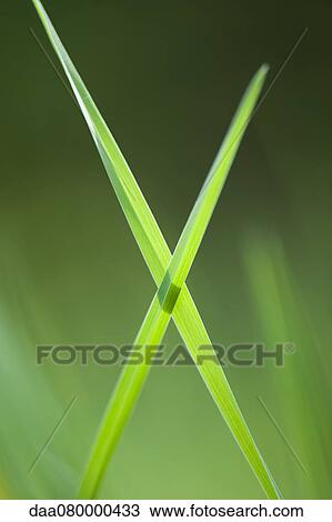 Blades of grass crossed in x shape View Large Photo Image Stock Image - Blades of grass crossed in x shape. Fotosearch