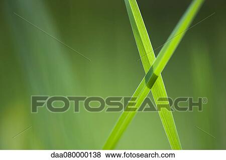 Blades of grass crossed in x shape View Large Photo Image Stock Photo - Blades of grass crossed in x shape. Fotosearch