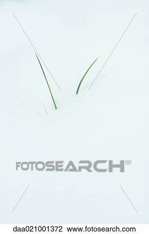 Blades of grass emerging from snow View Large Photo Image Stock Image - Blades of grass emerging from snow. Fotosearch
