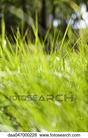 Blades of grass View Large Photo Image Stock Photograph - Blades of grass. Fotosearch
