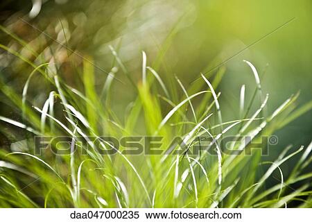 Blades of grass View Large Photo Image Stock Photography - Blades of grass. Fotosearch