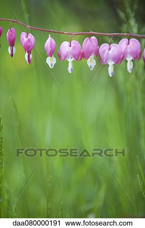 Bleeding heart flowers View Large Photo Image Stock Image - Bleeding heart flowers. Fotosearch