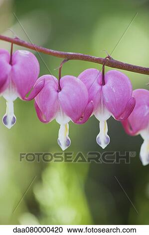 Bleeding heart flowers View Large Photo Image Stock Image - Bleeding heart flowers. Fotosearch