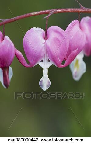 Stock Image - Bleeding heart flowers. Fotosearch