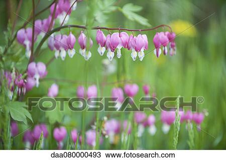 Bleeding heart flowers View Large Photo Image Stock Image - Bleeding heart flowers. Fotosearch