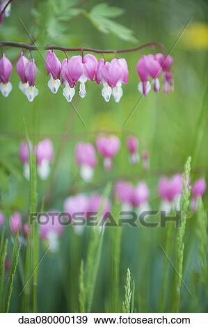 Bleeding heart flowers View Large Photo Image Stock Photo - Bleeding heart flowers. Fotosearch