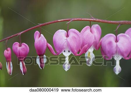 Bleeding heart flowers View Large Photo Image Stock Photo - Bleeding heart flowers. Fotosearch