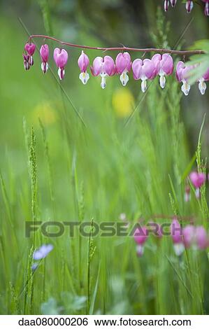 Stock Photograph - Bleeding heart flowers. Fotosearch