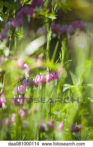 Bleeding heart View Large Photo Image Picture - Bleeding heart. Fotosearch