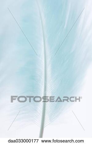 Stock Photo - Blue feather, close-up, cropped view. Fotosearch