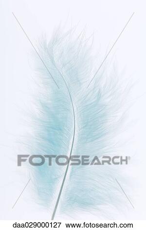 Stock Photo - Blue feather, close-up. Fotosearch