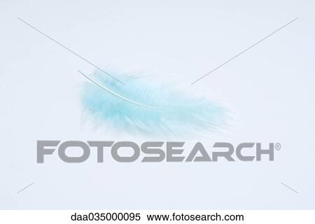 Blue feather, close-up View Large Photo Image Stock Photography - Blue feather, close-up. Fotosearch