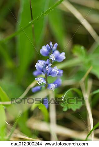 Blue wildflower View Large Photo Image Picture - Blue wildflower. Fotosearch