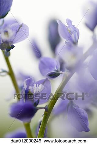 Blue wildflower View Large Photo Image Stock Photograph - Blue wildflower. Fotosearch