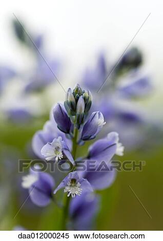 Blue wildflower View Large Photo Image Stock Photography - Blue wildflower. Fotosearch