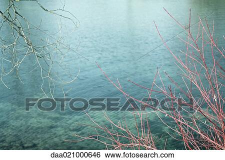 Body of water, branches in foreground View Large Photo Image Stock Photograph - Body of water, branches in foreground. Fotosearch