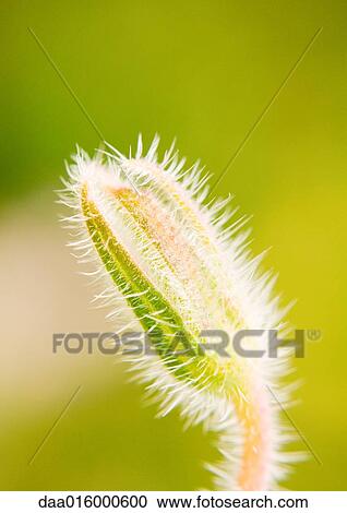 Borage flower bud View Large Photo Image Stock Image - Borage flower bud. Fotosearch