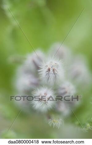 Borage flower buds View Large Photo Image Stock Photo - Borage flower buds. Fotosearch