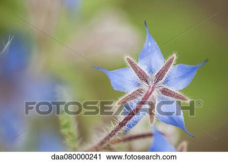 Borage flower View Large Photo Image Stock Image - Borage flower. Fotosearch