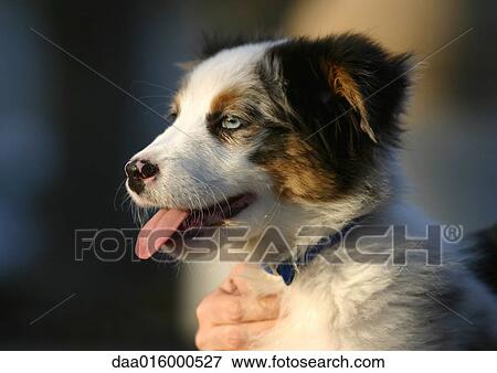 Border collie puppy View Large Photo Image Stock Photo - Border collie puppy. Fotosearch