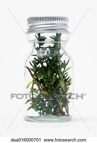Bottle containing sprigs of thyme View Large Photo Image Stock Image - Bottle containing sprigs of thyme. Fotosearch