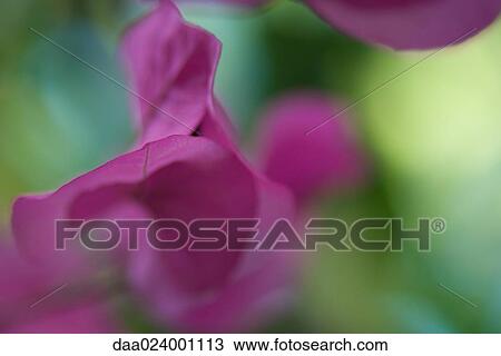 Bougainvillea flowers, blurred View Large Photo Image Stock Image - Bougainvillea flowers, blurred. Fotosearch