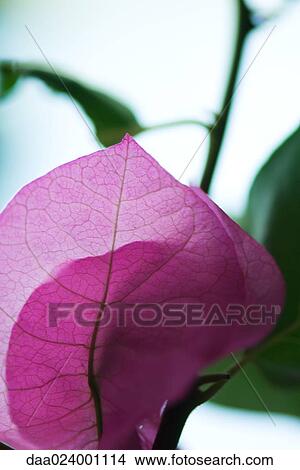 Bougainvillea flowers, close-up View Large Photo Image Picture - Bougainvillea flowers, close-up. Fotosearch
