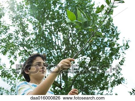 Boy holding branch View Large Photo Image Stock Photograph - Boy holding branch. Fotosearch