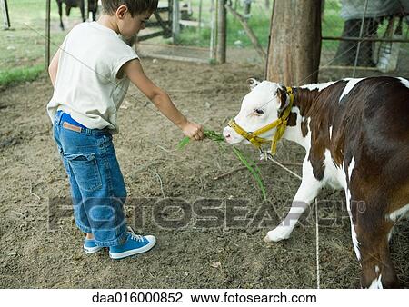 Boy holding out vegetation for calf View Large Photo Image Stock Image - Boy holding out vegetation for calf. Fotosearch