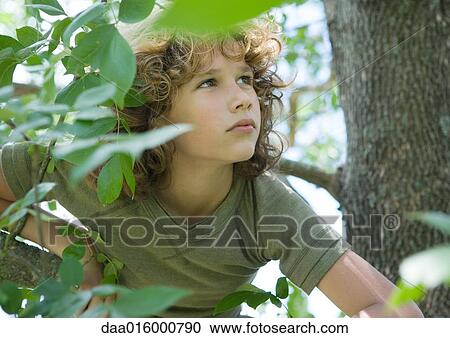 Boy in tree View Large Photo Image Stock Image - Boy in tree. Fotosearch