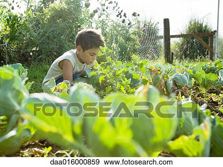 Stock Photo - Boy in vegetable garden. Fotosearch