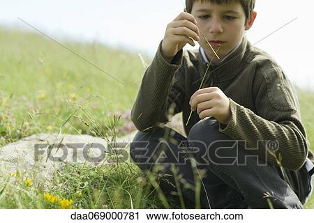 Boy looking at ladybug crawling on twig View Large Photo Image Stock Image - Boy looking at ladybug crawling on twig. Fotosearch