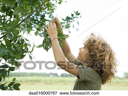 Boy picking leaf from bush View Large Photo Image Stock Photo - Boy picking leaf from bush. Fotosearch