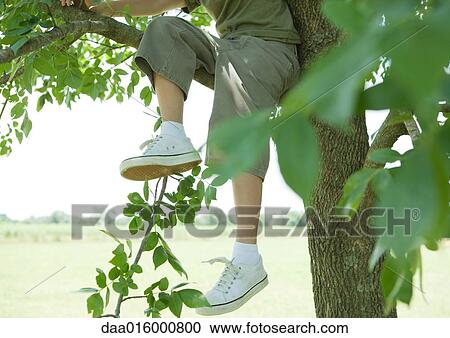Boy sitting in tree, low section View Large Photo Image Stock Image - Boy sitting in tree, low section. Fotosearch