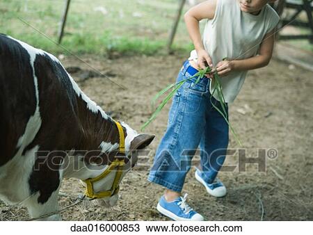 Boy standing near calf, holding blades of grass View Large Photo Image Stock Image - Boy standing near calf, holding blades of grass. Fotosearch
